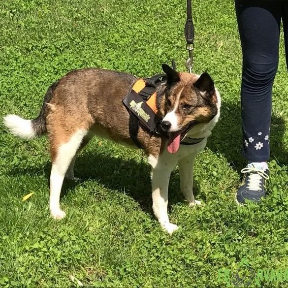 JigglyPuff1 JigglyPuff1