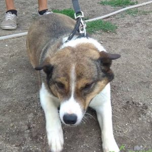 JigglyPuff2 JigglyPuff2