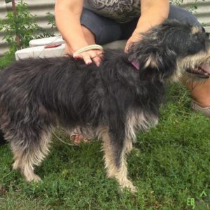 gesztenye4 gesztenye4