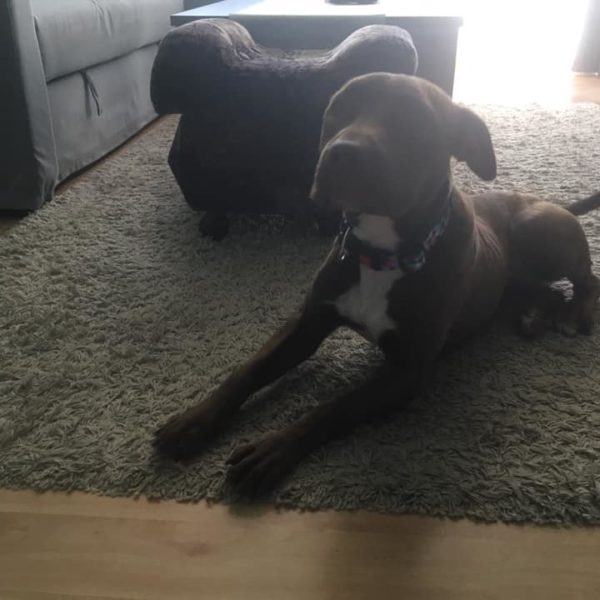 44393501_1146219685531583_9128386279598194688_n