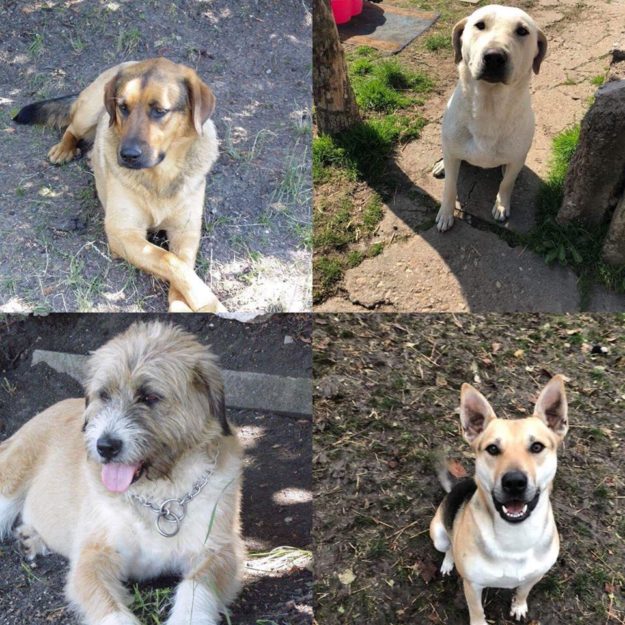 48365053_366111870616715_7658800353835483136_n