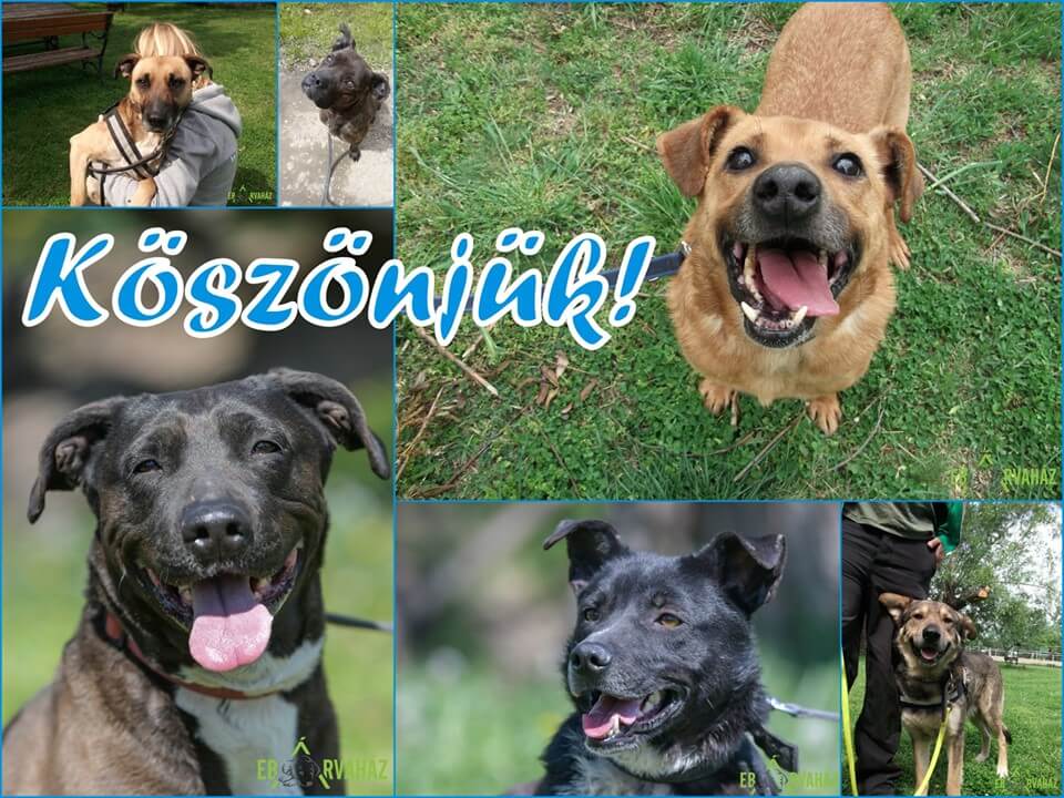 61728715_1297404030413147_7641911361311604736_n