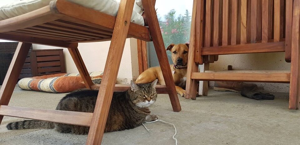 70094222_1367911180029098_3698176358950633472_n