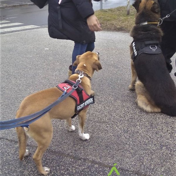 83049380_1512425012244380_2064816475423637504_o