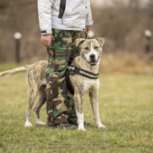 DSC04361_k DSC04361_k