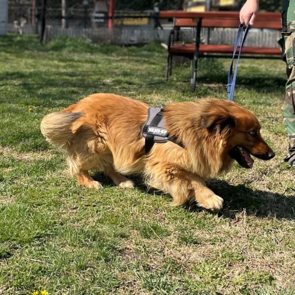 Bernhard18 Bernhard18