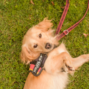 15_Ebarvahaz_fotozas (191 of 340) 15_Ebarvahaz_fotozas (191 of 340)